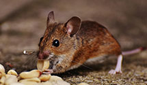 24 Hour & Emergency Exterminators in Bridgeton, PA